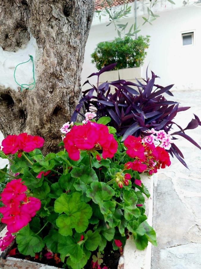 Apartments Djuro Rafailovic Budva Exteriér fotografie